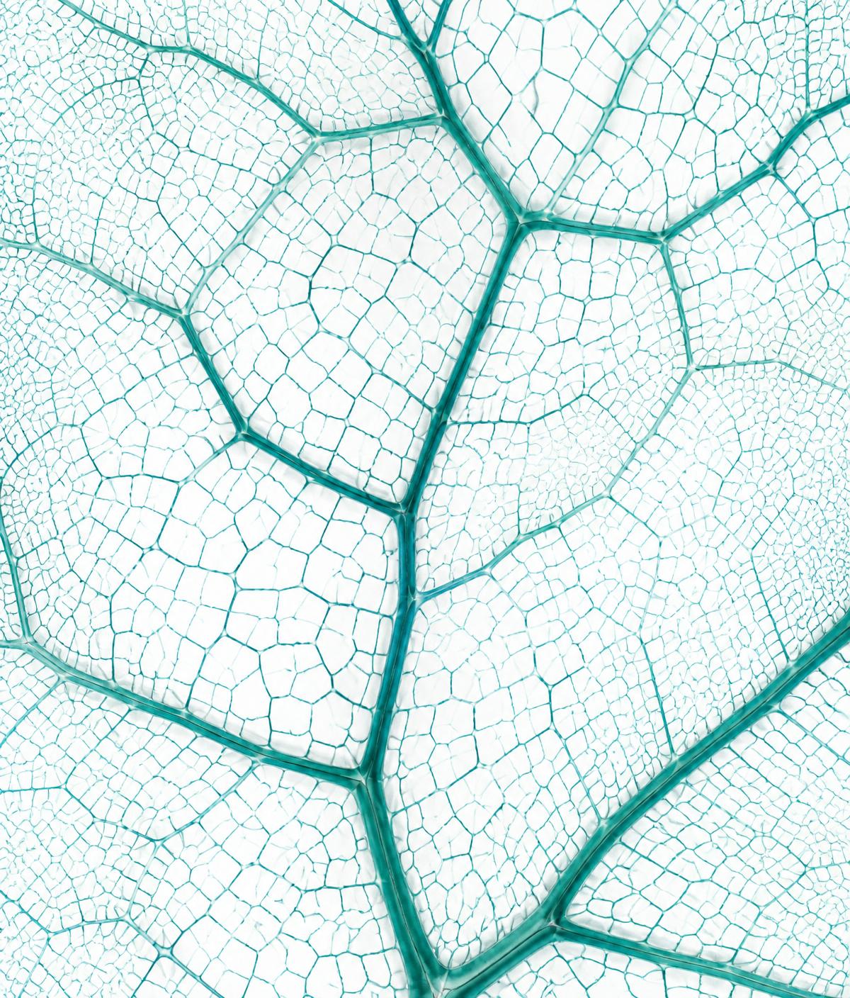 Microscopic leaf venation rendered as a teal voronoi cell network